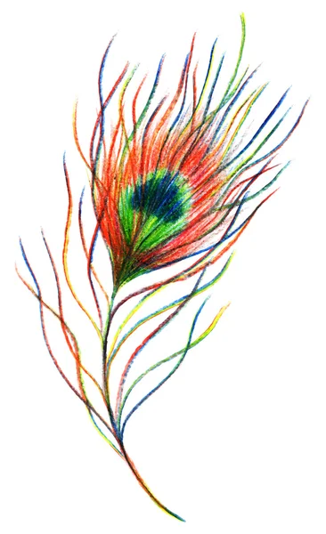 Duha barevné paví ptačí pírko vektor jediné izolované — Stockový vektor