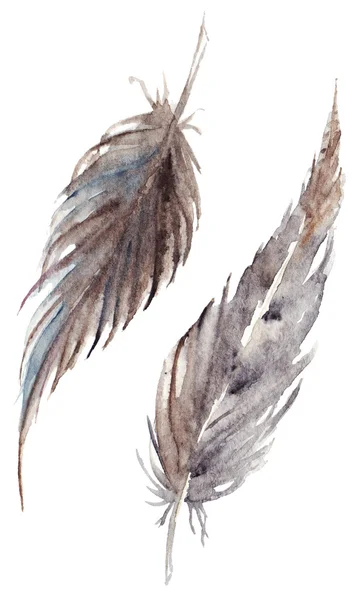 Watercolor brown gray grey feather pair set isolated — Stock Photo, Image