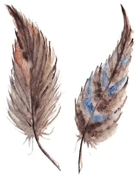 Watercolor brown gray grey feather pair set isolated — Stock Photo, Image