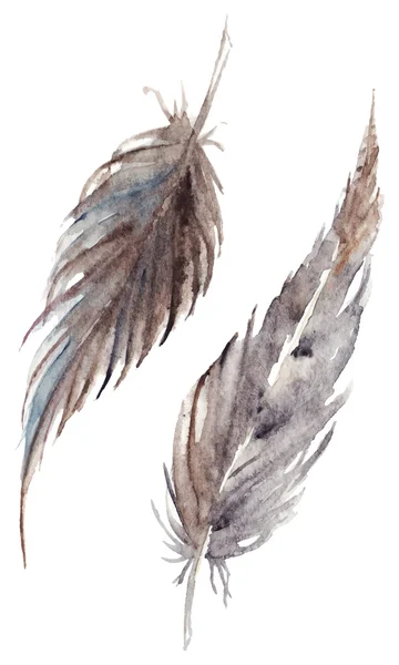 水彩棕色灰色灰色羽毛双矢量集隔离 — 图库矢量图片