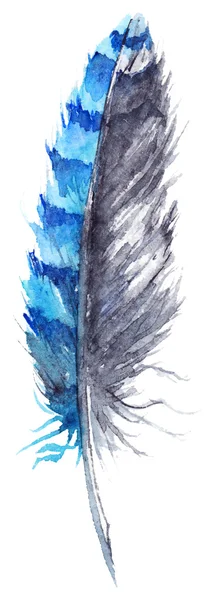 Aquarelle noir et bleu geai plume vecteur isolé — Image vectorielle