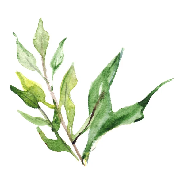Aquarell grün Pflanze Blatt Zweig isoliert Illustration — Stockfoto
