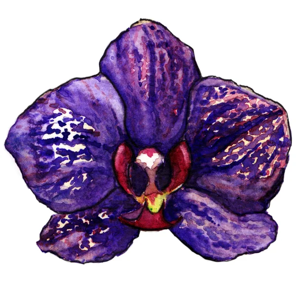 Aquarell violett lila tropische Orchideenblume isoliert — Stockfoto