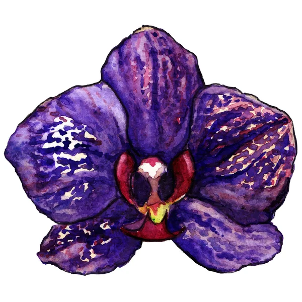 Aquarell violett lila tropische Orchideenblume isolierter Vektor — Stockvektor