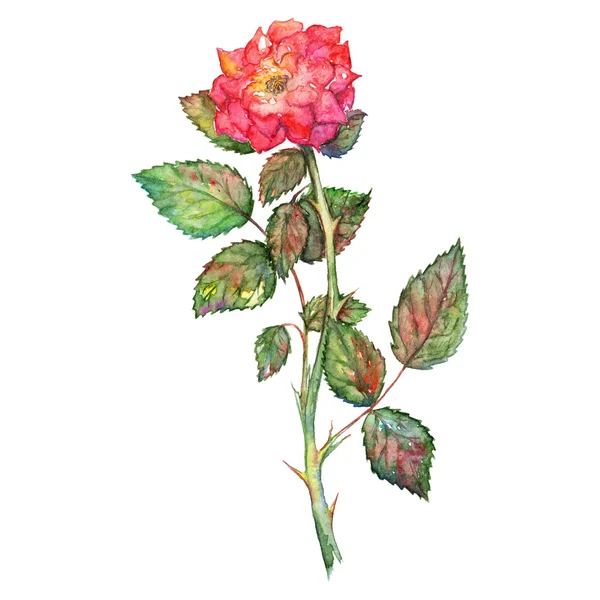 Aquarelle rose arbuste rose isolé clip art — Photo