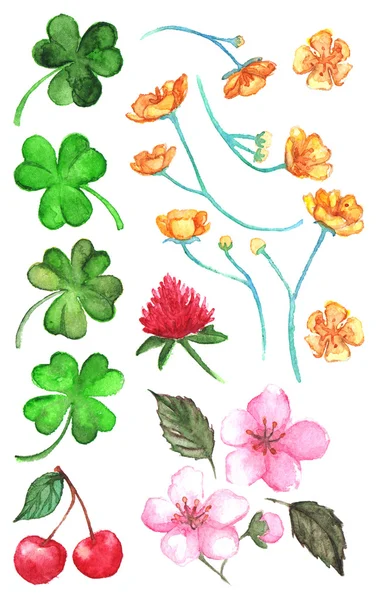 Flower clover cherry berry buttercup set clip art isolated — Stock Photo, Image