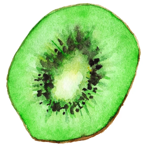 Aquarel helft van exotische Kiwi geïsoleerde vector — Stockvector