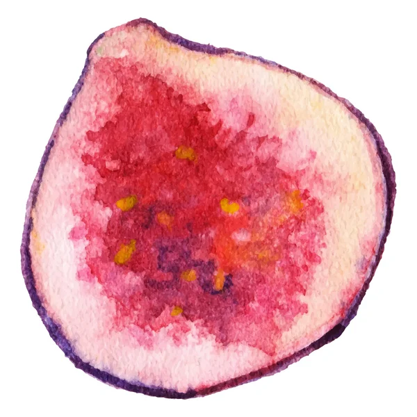 Acuarela medio higo fruta exótica aislado vector — Vector de stock