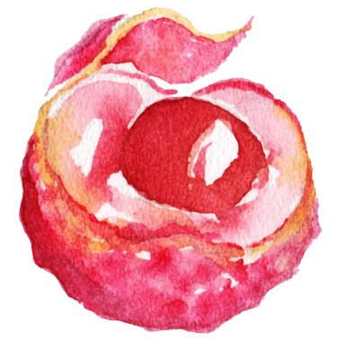 Suluboya lychee Çin egzotik meyve izole vektör