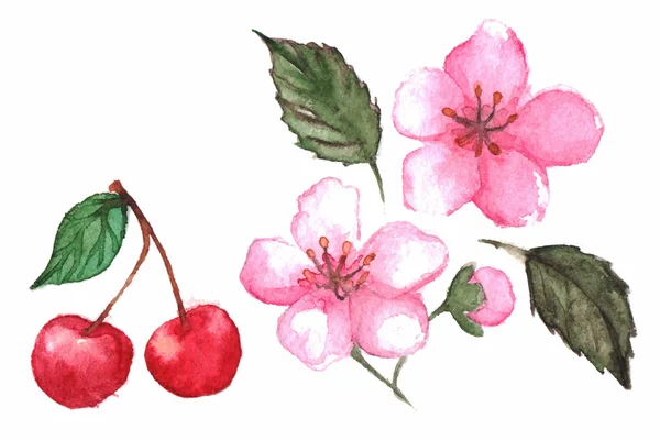 Aquarelle cerise baies et fleurs ensemble vecteur isolé — Image vectorielle