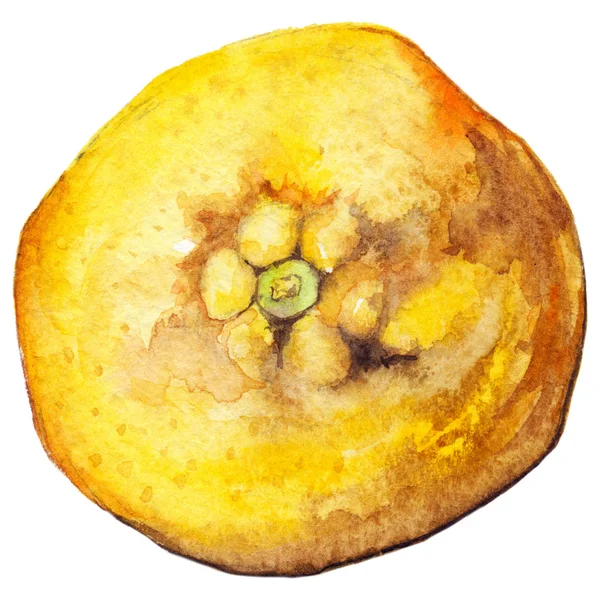 Aquarelle citron agrumes jaune exotique fruits isolés — Photo