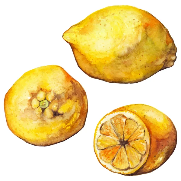 Aquarela limão citrino amarelo vetor de frutas exóticas isolado — Vetor de Stock