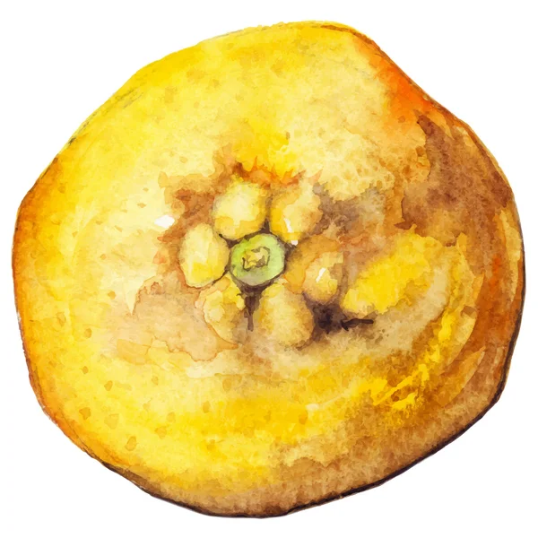 İzole limon suluboya narenciye sarı egzotik meyve vektör — Stok Vektör