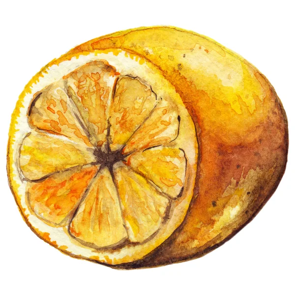 Akvarell citrom sárga egzotikus citrusfélék elszigetelt — Stock Fotó