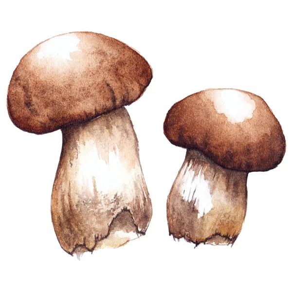 Watercolor two pair white porcini mushrooms isolated — Stock Photo, Image