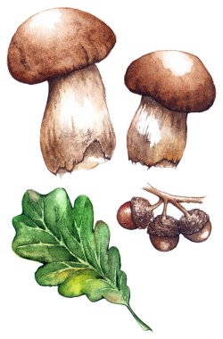 Suluboya meşe yeşil yaprak meşe palamudu beyaz mantar porcini izole ayarla