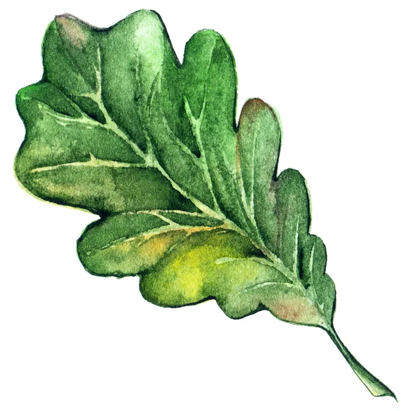 分離水彩の森木緑のオークの葉 — ストック写真