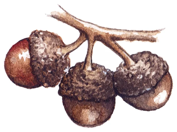 Acuarela tres bellota semilla de roble vector aislado — Archivo Imágenes Vectoriales