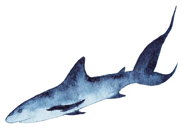 Watercolor sea ocean shark animal wildlife isolated — Stock Photo, Image