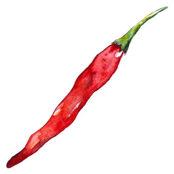Aquarela chili quente vermelho pimenta picante isolada — Fotografia de Stock