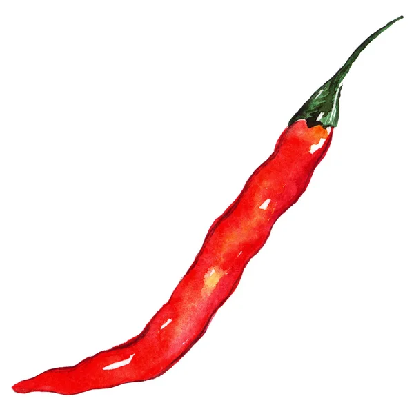 Akvarelu red hot chilli chilli pikantní paprika, samostatný — Stock fotografie