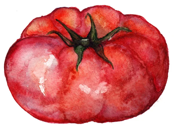 Suluboya kırmızı ripe domates sebze gıda izole — Stok fotoğraf