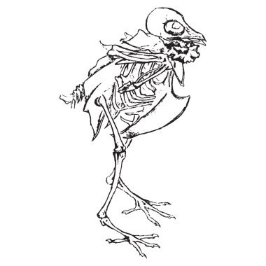 Güvercin tek renkli iskelet kuş sketch vektör güvercin