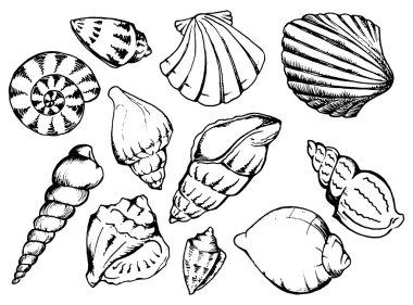 Deniz kabukları tek renkli izole hat sanat set vektör