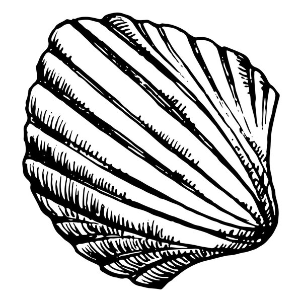 Monochrome sea shell sketched line art vector