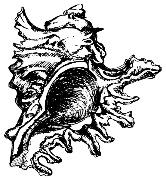 Monocromo mar concha dibujado línea arte vector — Archivo Imágenes Vectoriales