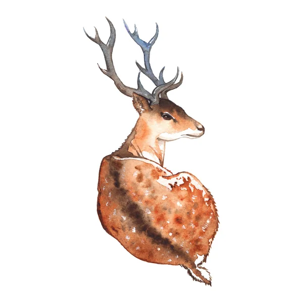 Watercolor deer with horns wood animal isolated — Stock Photo, Image