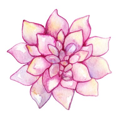 Suluboya sulu kaktüs çiçek bitki el izole çekilmiş