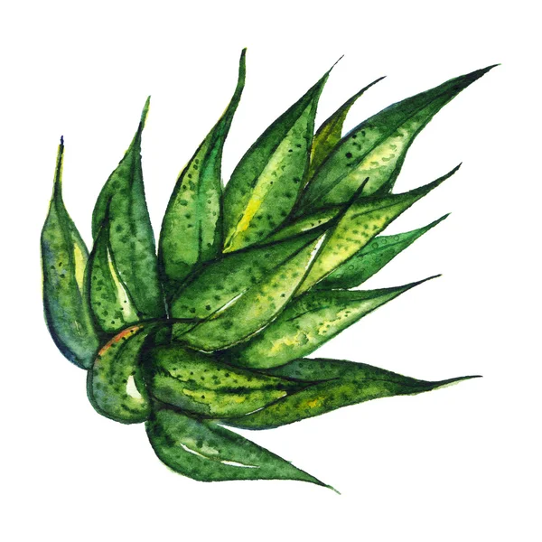 Aquarell saftige Agave-Aloe-Pflanze von Hand gezeichnet isoliert — Stockfoto