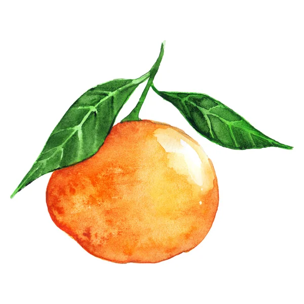 孤立的水彩普通话柑橘类水果 — 图库照片