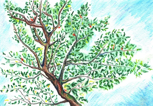 Ακουαρέλα δέντρο υποκατάστημα φύλλα στο φόντο του ουρανού — Φωτογραφία Αρχείου