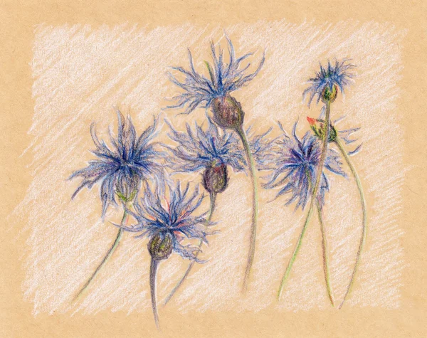 Kék Búzavirág virág kézműves vázlat vintage retro — Stock Fotó