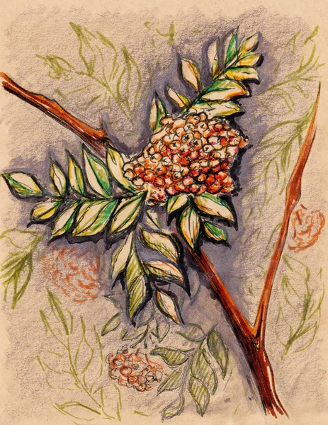 Винтажный эскиз ветки ровенского ягодного листа — стоковое фото