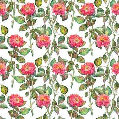 Sulu boya pembe Gül sorunsuz doku arka plan desen