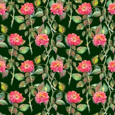 Sulu boya pembe Gül sorunsuz doku arka plan desen