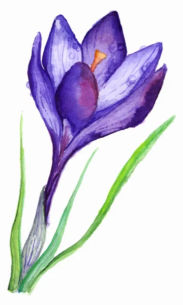 Akvarel ruky nakreslené fialový fialový crocus květ izolované — Stockový vektor