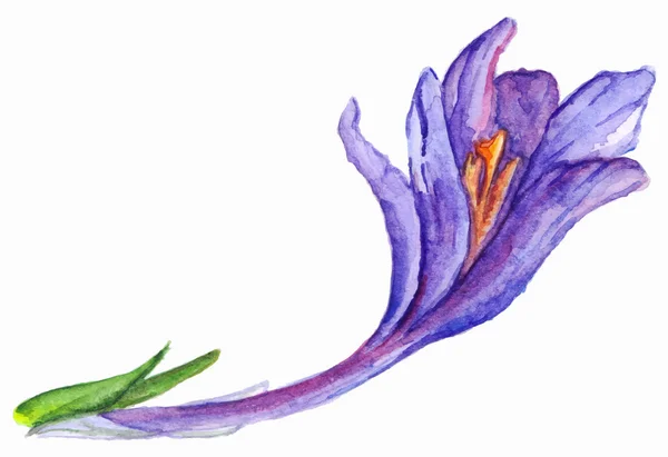 水彩手描き紫紫クロッカスの花分離 — ストックベクタ