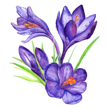 İzole suluboya el çekilmiş menekşe mor Çiğdem çiçek