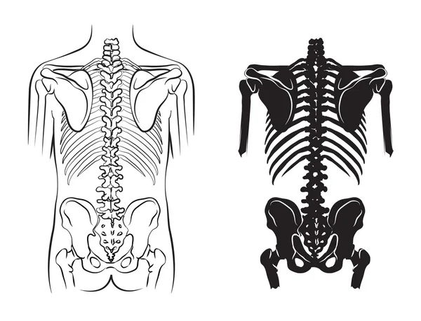 Anatomia osoasă umană — Vector de stoc