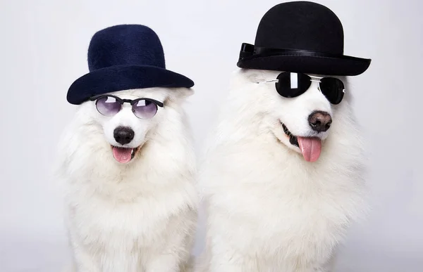 Great Funny Animals Portrait Couple Beautiful Dogs Glasses Hats Happy — Stock Photo, Image