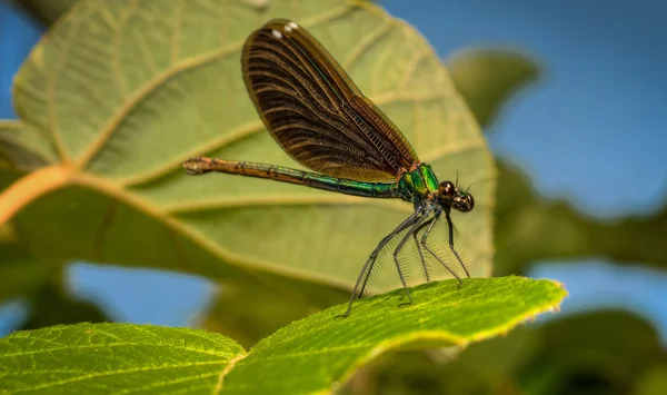L'insetto più bello di questo pianeta è la libellula — Foto Stock