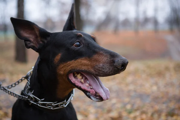 Anjing Kembali Taman Musim Gugur — Stok Foto