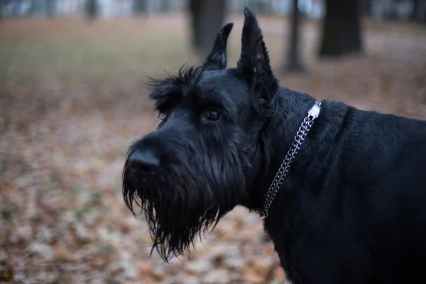Hond Terug Herfst Park — Stockfoto