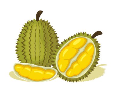 Durian lezzetli meyve vektör tasarımı. Durian meyvesi bütün ve soyulmuş