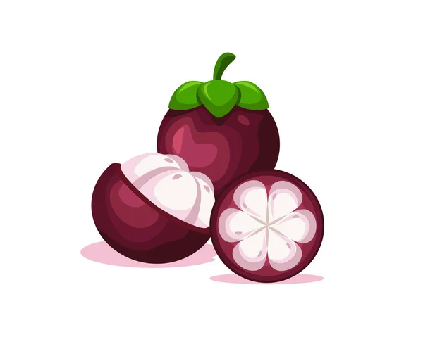 Tropik meyve mangosteen vektör tasarımı. Mangosteen meyvesi bütün ve soyulmuş