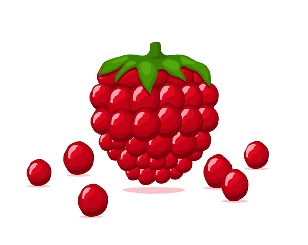 Desain Vektor Buah Raspberry Merah Buah Musim Panas Untuk Gaya - Stok Vektor